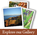 bwt_gallery